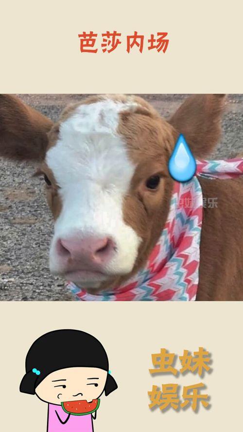 娱乐吃瓜酱图片搞笑,笑料横生的搞笑瞬间大盘点！